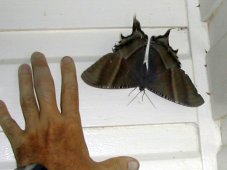 Gros papillon