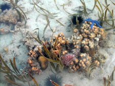 Dans la mer, à fleur d'eau (corail et autres polype, astéries, oursins...)