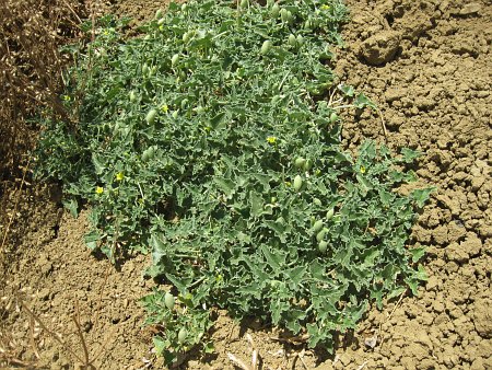 Ecballium elaterium en Algérie