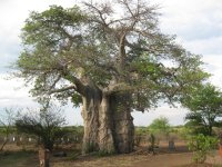 Baobab à Kasane