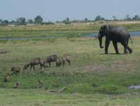 Elephant, cobes et babouins dans le Parc de Chobe