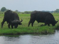 Bufles âgés au bord de la Rivière Chobe