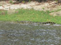 Crocodile du Nil dans la Rivière Chobe