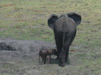 Eléphant nouveau-né et sa mère dans le Parc de Chobe