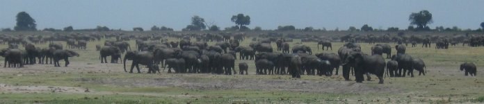 Troupeau d'éléphants à Chobe
