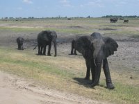 Eléphants dans le Parc de Chobe