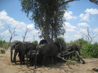 Groupe d'éléphants cherchant un peu d'ombre dans le Parc de Chobe