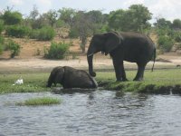 Eléphants au bord de la Rivière Chobe