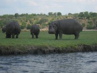 Hippopotames au bord de la Rivière Chobe