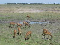 Troupeau d'impalas dans le Parc de Chobe