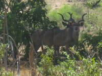 Grands Koudous dans le Parc de Chobe