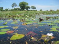 dans le Delta de l'Okavango