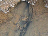 crabe d'eau douce dans un ruisseau à Mlilwane