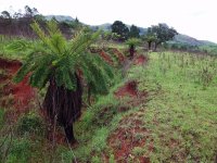 fougères arborescentes à Mlilwane