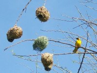 nids de tisserins à Mlilwane
