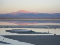 Le Salar d'Atacama au petit matin. Il y a quelques flamands chiliens et quelques flamands andins.