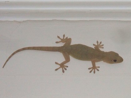 gecko sur les murs de l'hôtel