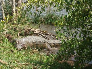 Crocodile au bord du Lac Chamo