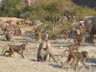 Un groupe de babouins près de Babile