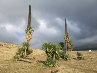 Lobelias géants dans les Montagnes du Simien