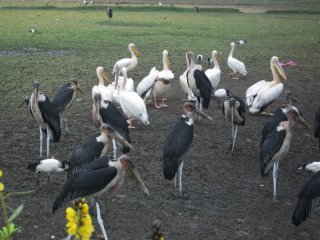 Ziway : marabouts, pélicans, ibis...