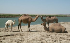 Hybrides de dromadaires et de chameaux