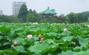 Le parc d'Ueno. En 2008 j'avais passé un jour au Japon pour pouvoir renouveler un visa  chinois.