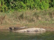 Crocodiles (Crocodylus palestris) au Népal dans le Parc National de Chitawan