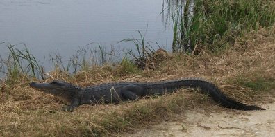 Alligator près de Freeport (Texas)