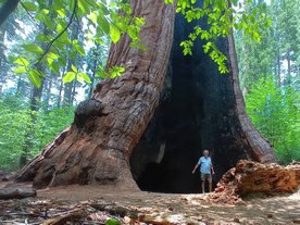L'Arbre d'Agassiz, un Séquoia géant (Sequoiadendron giganteum) à Calaveras Big Trees State Park